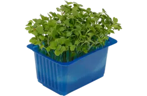 Rucola cress single